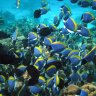 death-by-reef