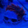 ReefDick