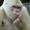 VanillaGorilla