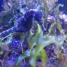 seahorse_reef