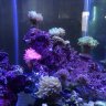 joefishtank