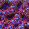 AussieExoticCorals