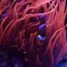 seafansar