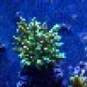 Garys reef