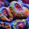 Coral4Life
