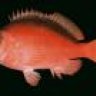 coloacro