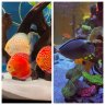 cich_with_cichlids