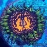 Junction Corals
