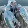 Drayven666