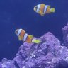 Corgi2Reef