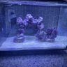 CarlReef