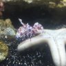Stomatopods17