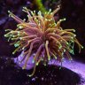 Tim's Inifinity Reefs
