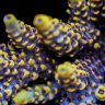 smacrophylia