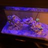 Bicks Reef