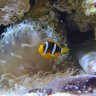reefkeeper1