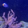 MangoReef