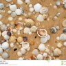 SnowReef