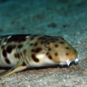 Reef_Tanks