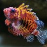 Reef0holic