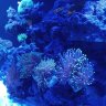 reeferTONYnoob