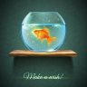 fishtankantibiotics