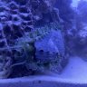 reefjim