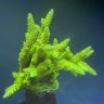 AlienReef