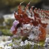 MantisShrimpMan
