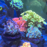 WyoReefer92