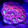 pinreefer