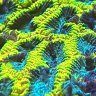 zcorals