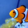 ClownsCrabsandCoral