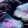 reefclaudia