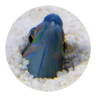 dowdalld