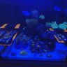 Reefing.with.Rich