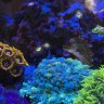 Coral Loggers