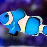 IEreefs