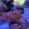 Reeflix