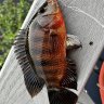 Fishin