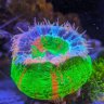 Aquariumaddictuk