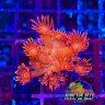 InvictusReef
