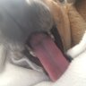 EgotisticObeseChihuahua