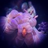 ReefDrumRepeat