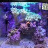 clamb
