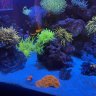fluffynemo
