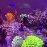 Scorpion Reef