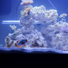 The angry ocellaris