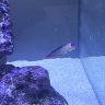 newbie37