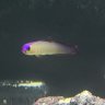 NYC Reef Keeper